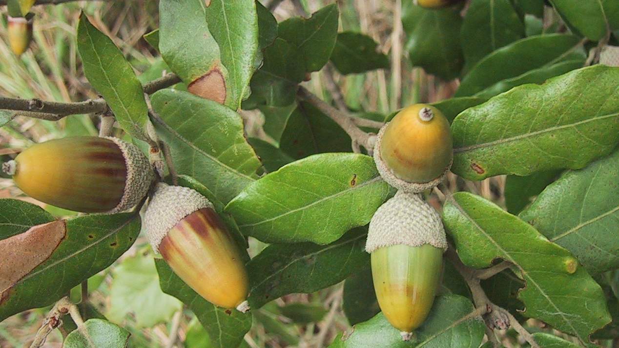 Quercus ilex / leccio